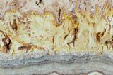 Colorful, Wild Fire Opal Slab (Not Polished) - Utah #130598-1